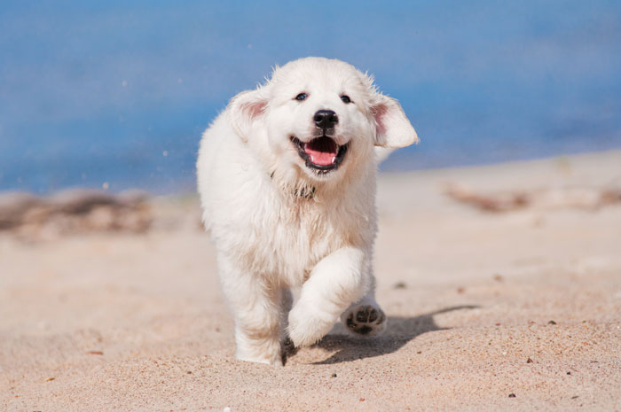 A dog running on the beach and enjoying a beautiful dog friendly vacation with his owner.