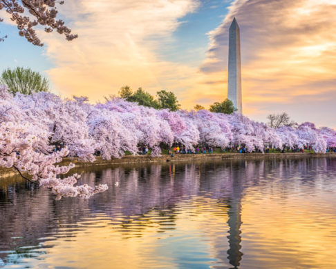 Why You Should Book a Trip to Washington, D.C.
