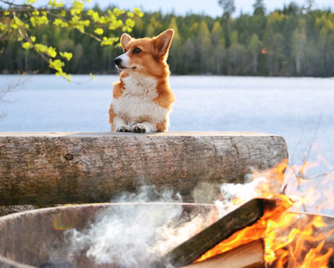 The 5 Best Places to Camp With Your Pet