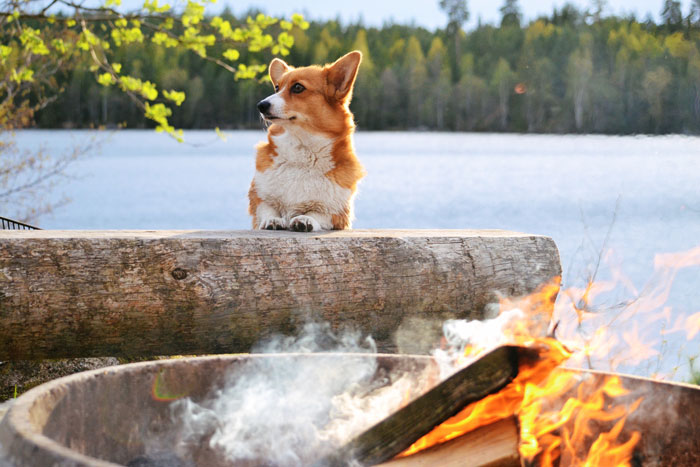 Seeking a new adventure? Bring your pet along and check out these beautiful camping spots.