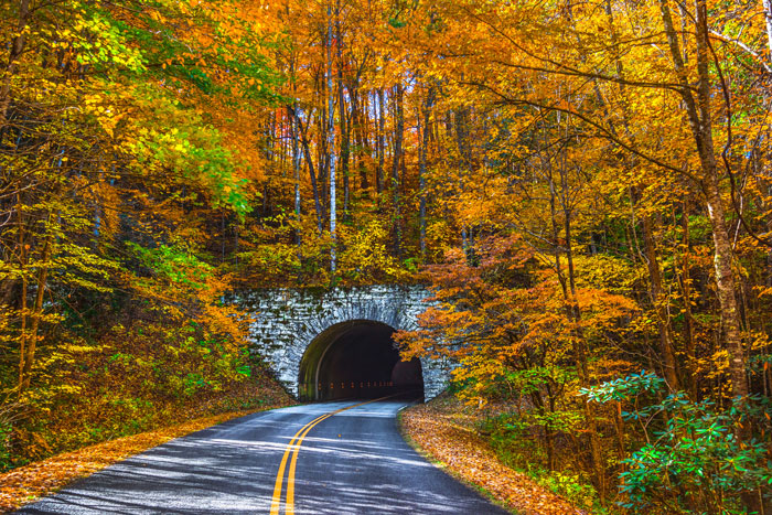 A beautiful road opens up to a tunnel covered by lush fall trees. The perfect road trip destination for fall lovers.