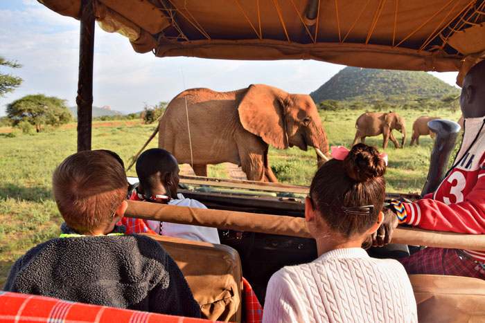 The best safari parks in America are closer than you think! Hop on the bus and plan your next adventure.